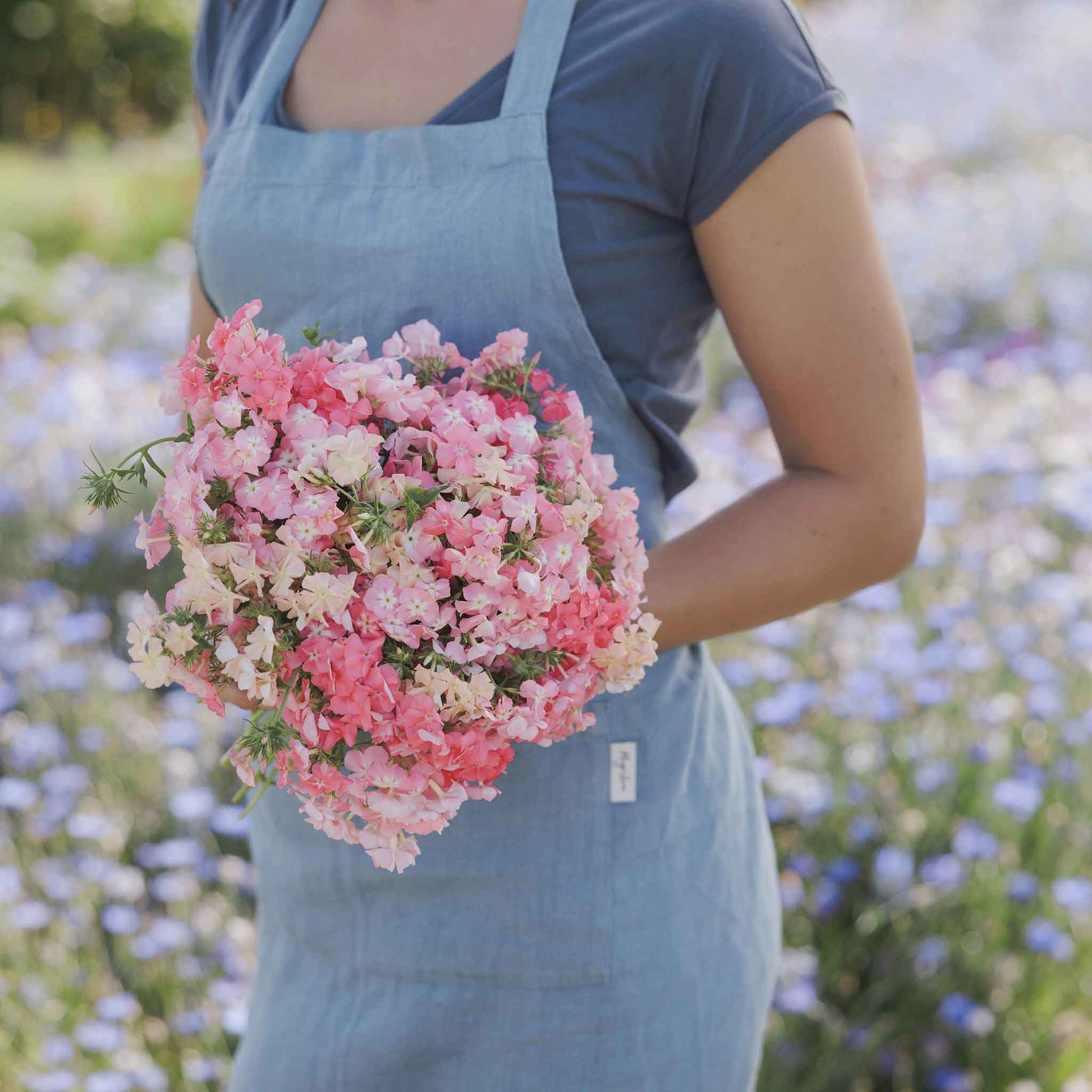 phlox of sheep