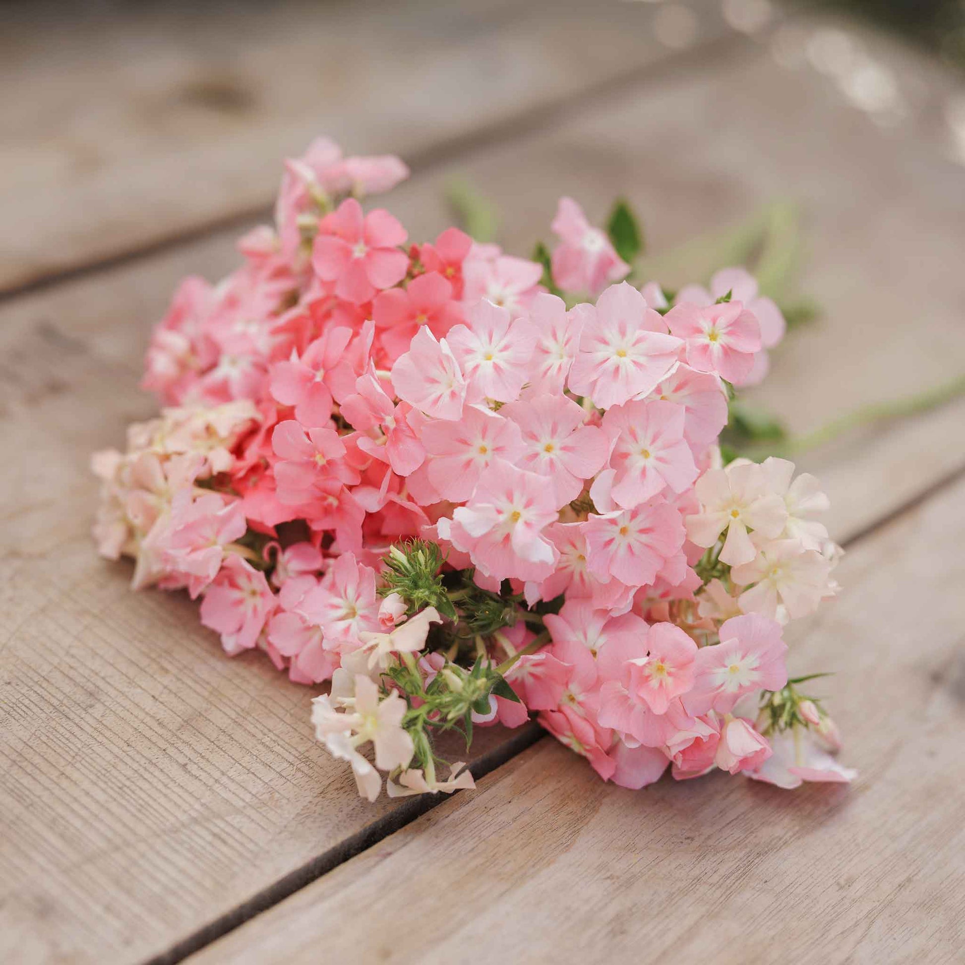 phlox of sheep