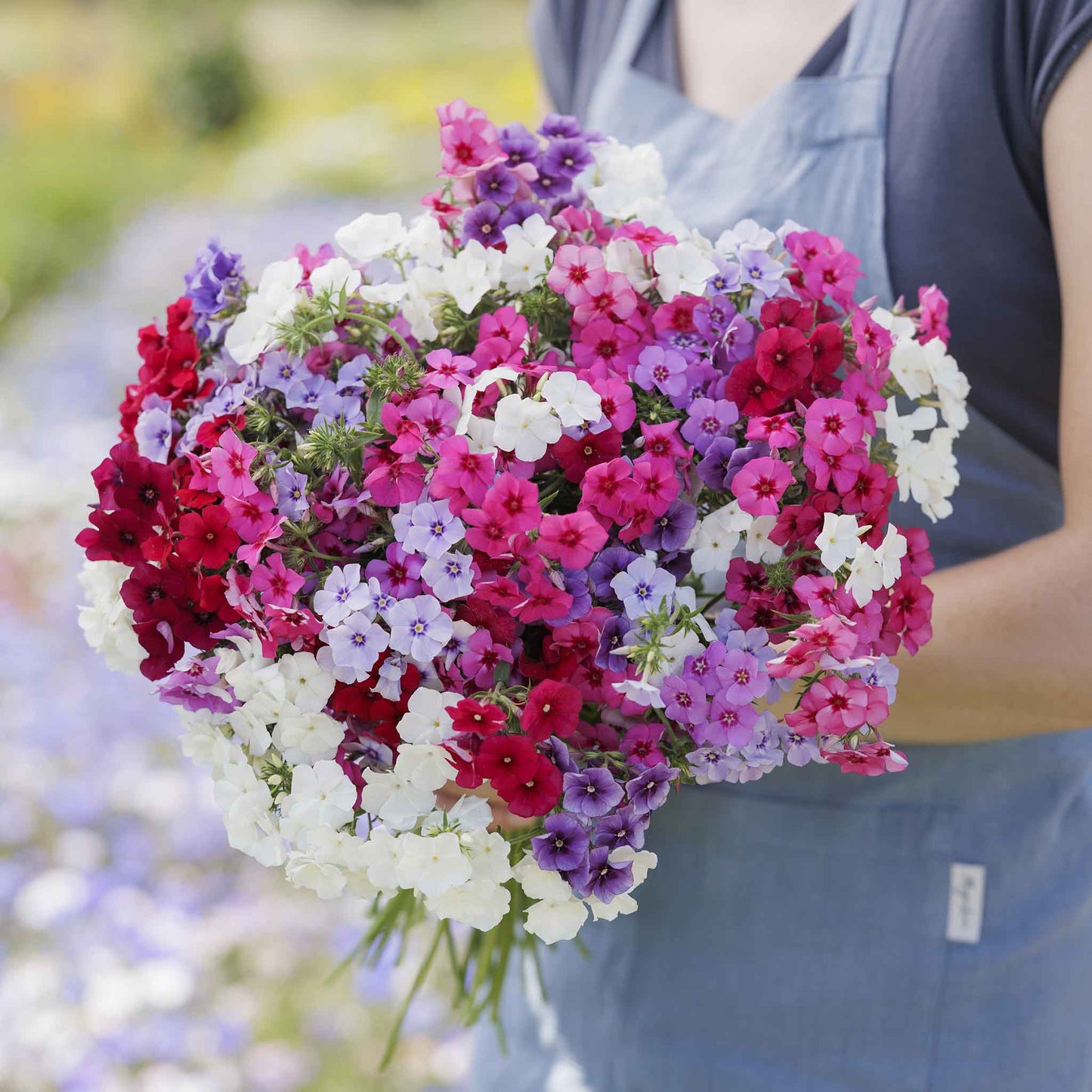 phlox tall mix