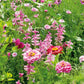 pink perfection flower seed mix