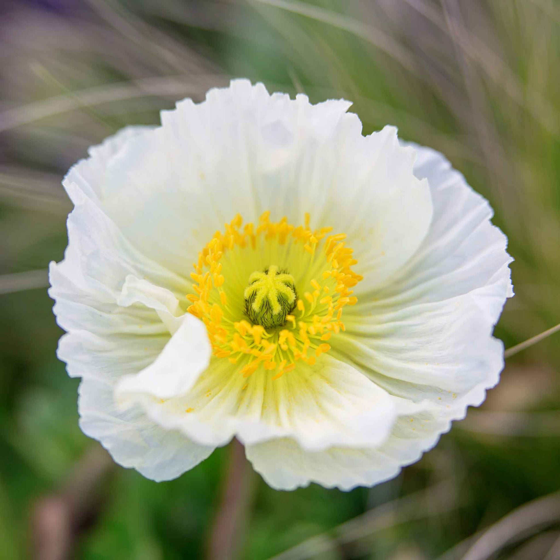 poppy champagne bubble white