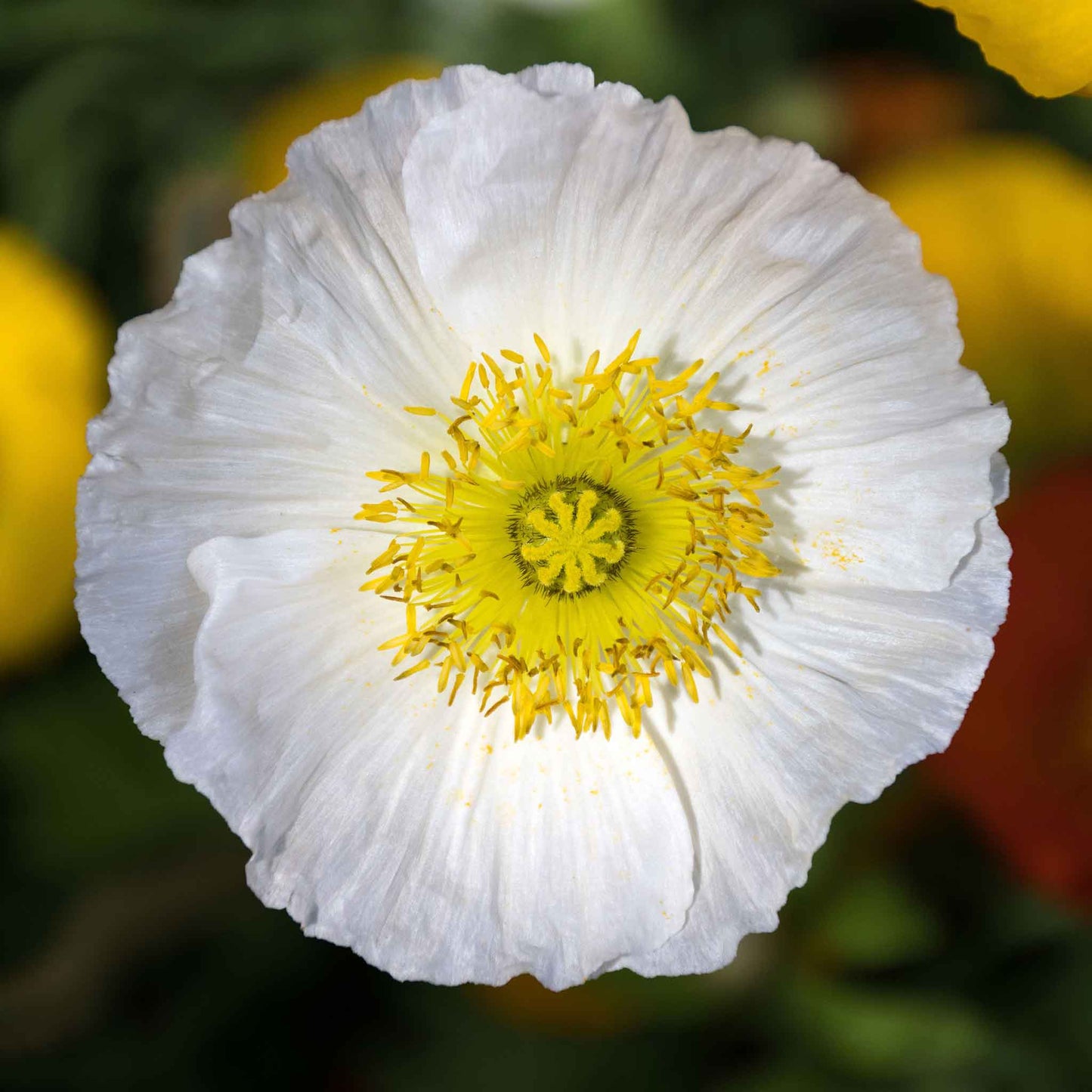 poppy champagne bubble white