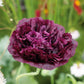 poppy double black