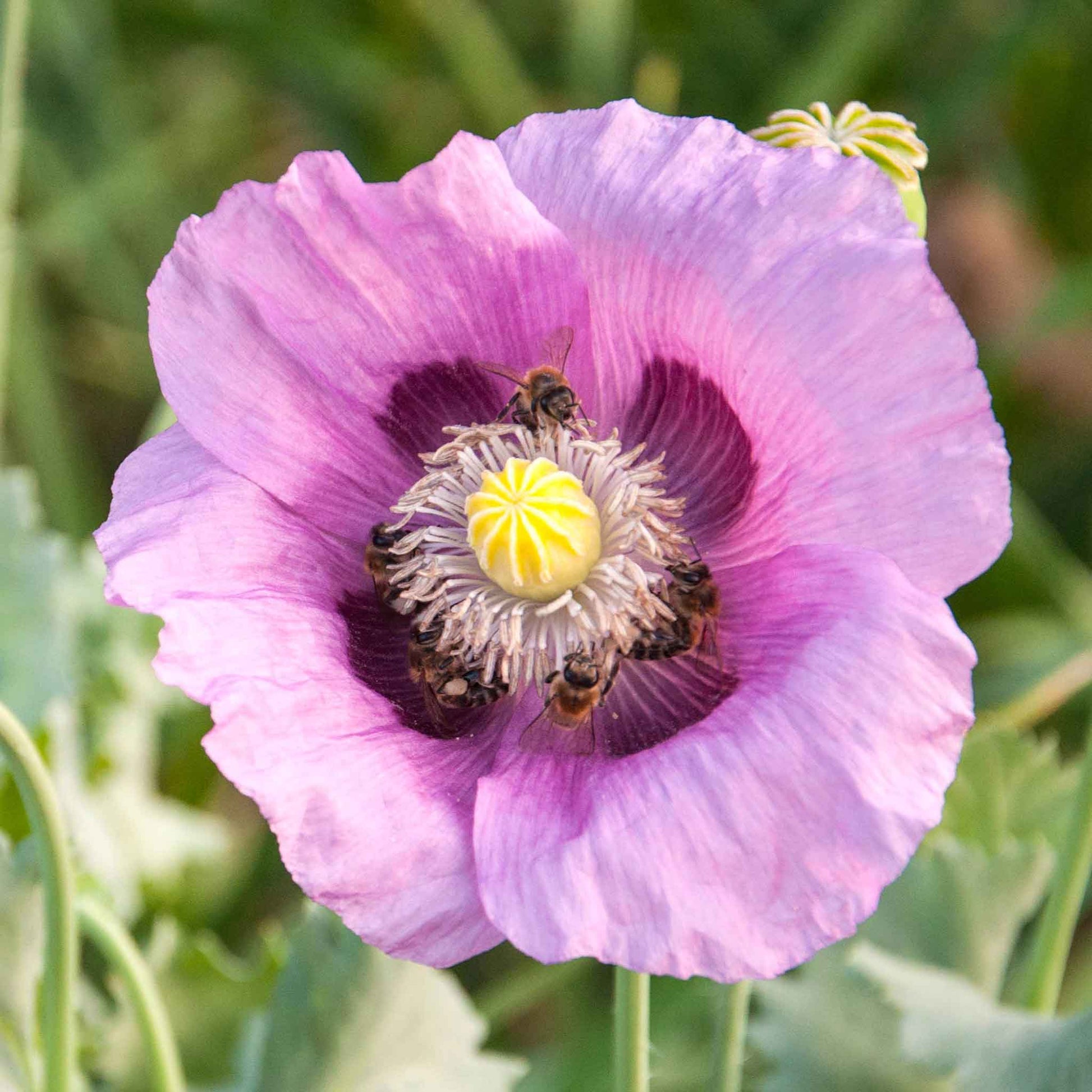 poppy hungarian breadseed