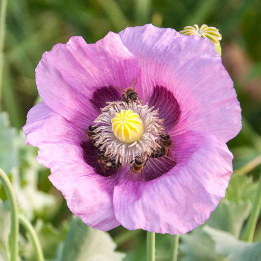 poppy hungarian breadseed