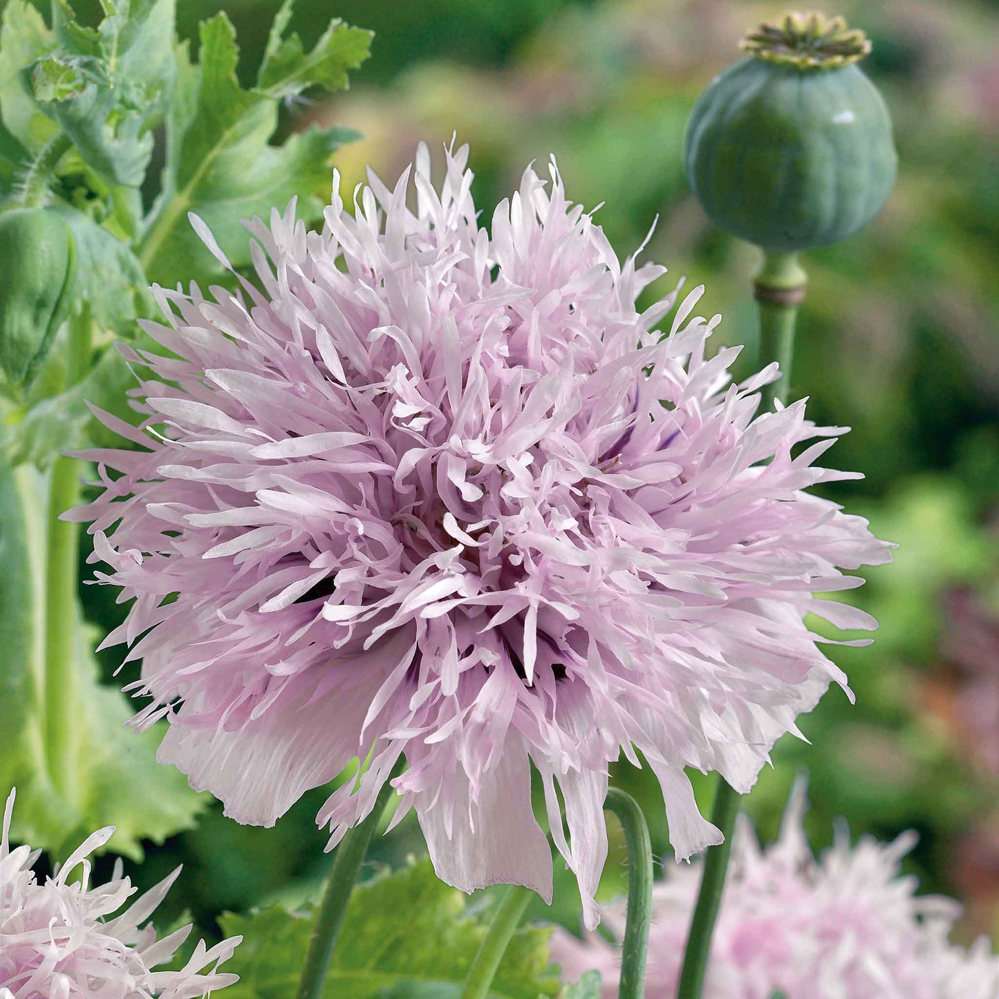 poppy lilac pompon