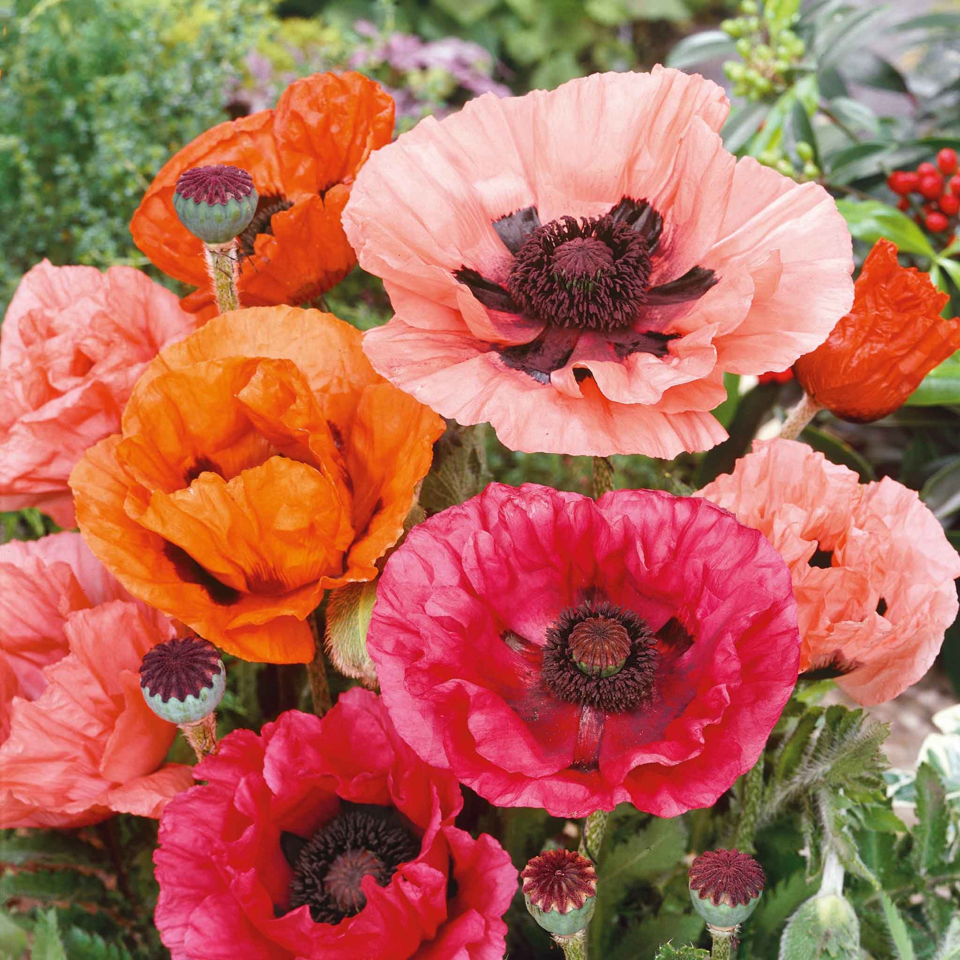 poppy oriental mixed