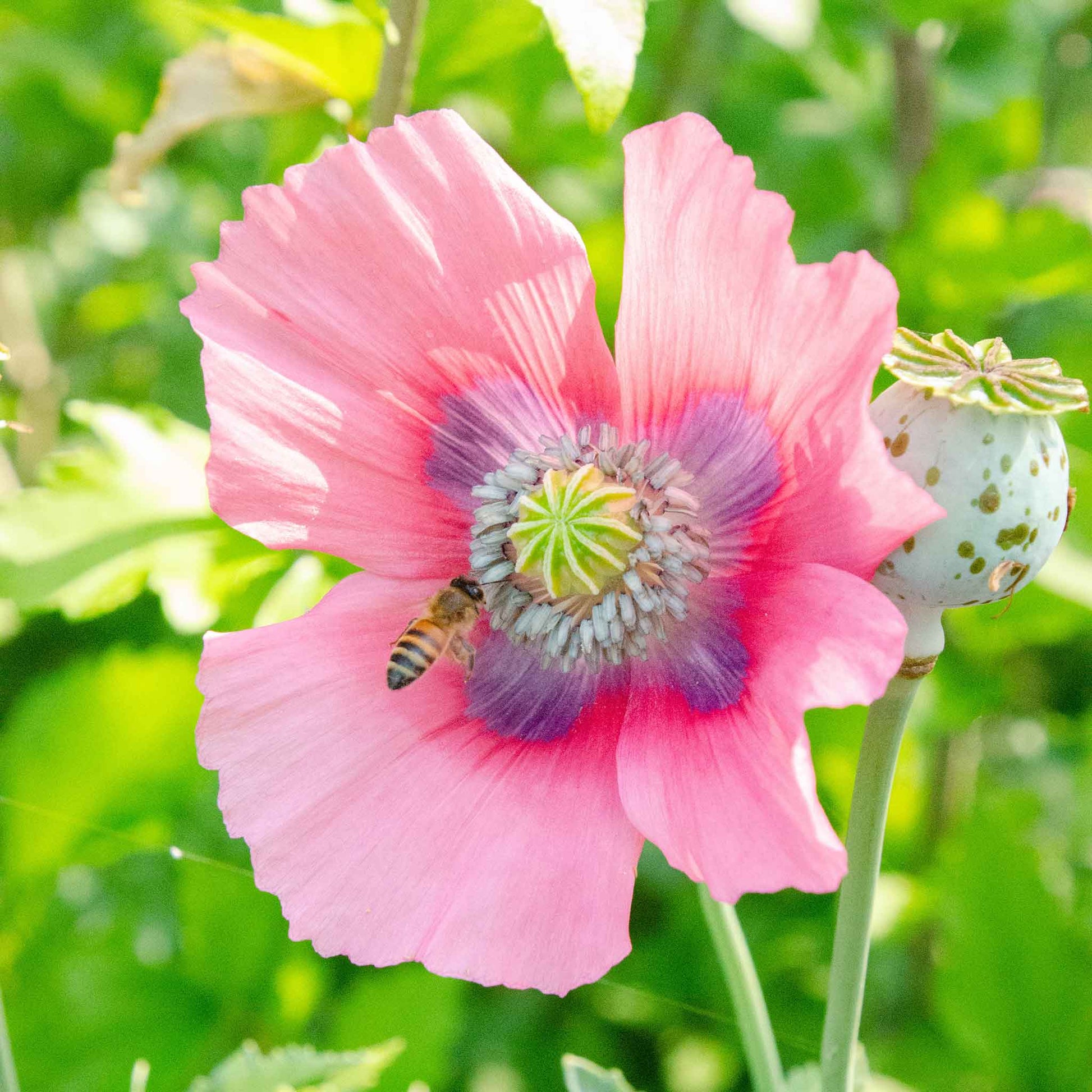 poppy pepperbox