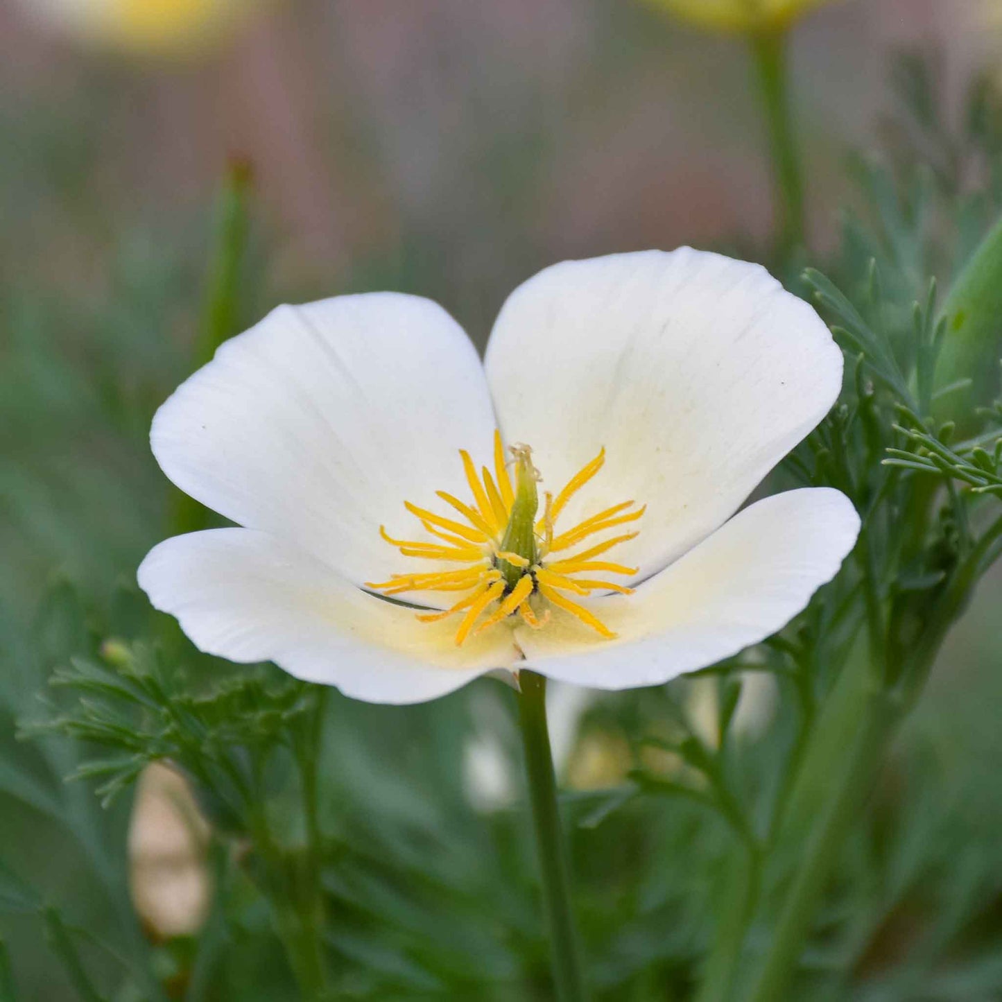 poppy white linen