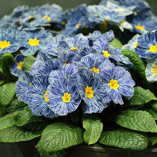 primrose blue zebra