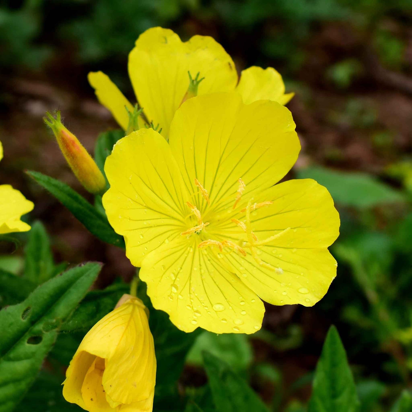 primrose evening