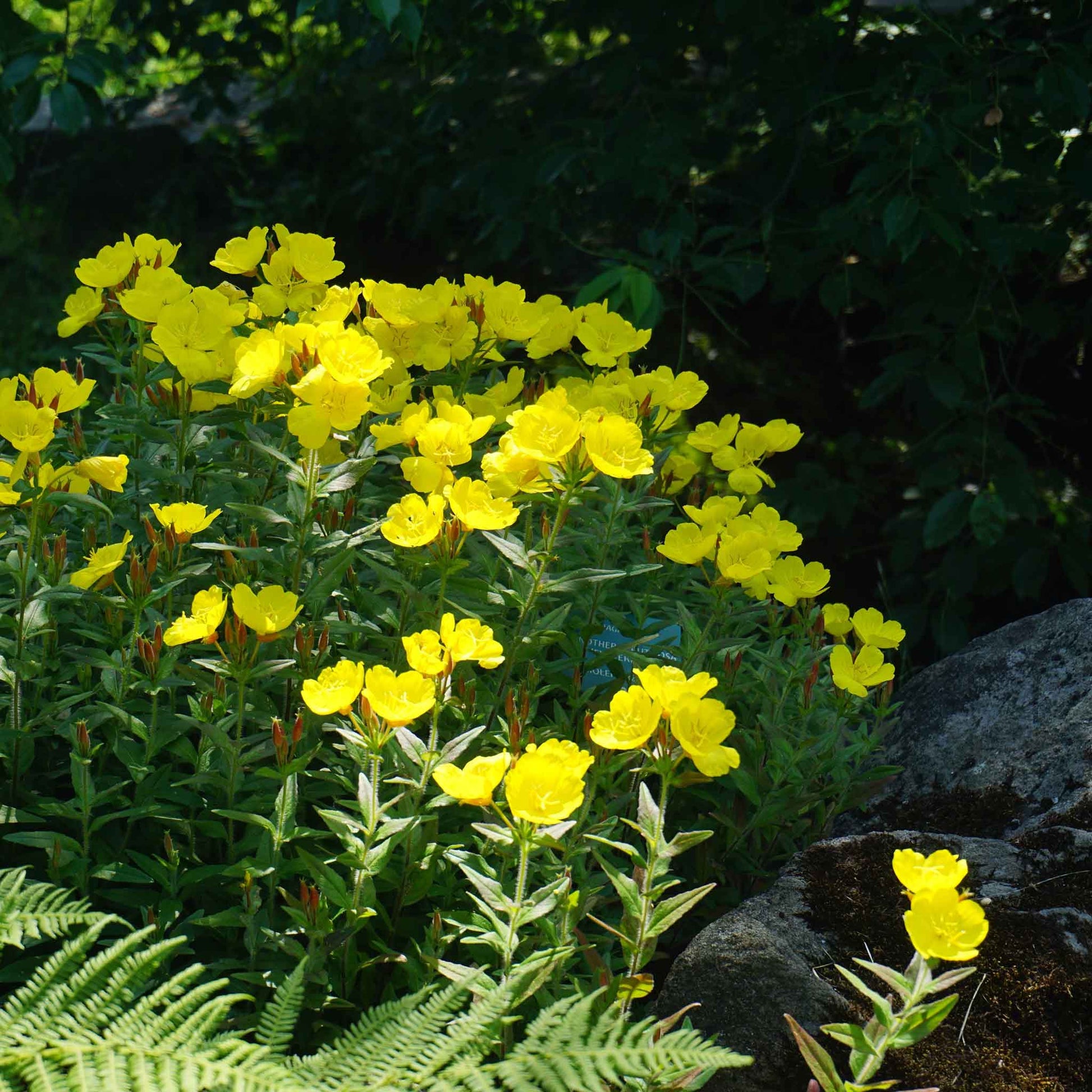 primrose evening