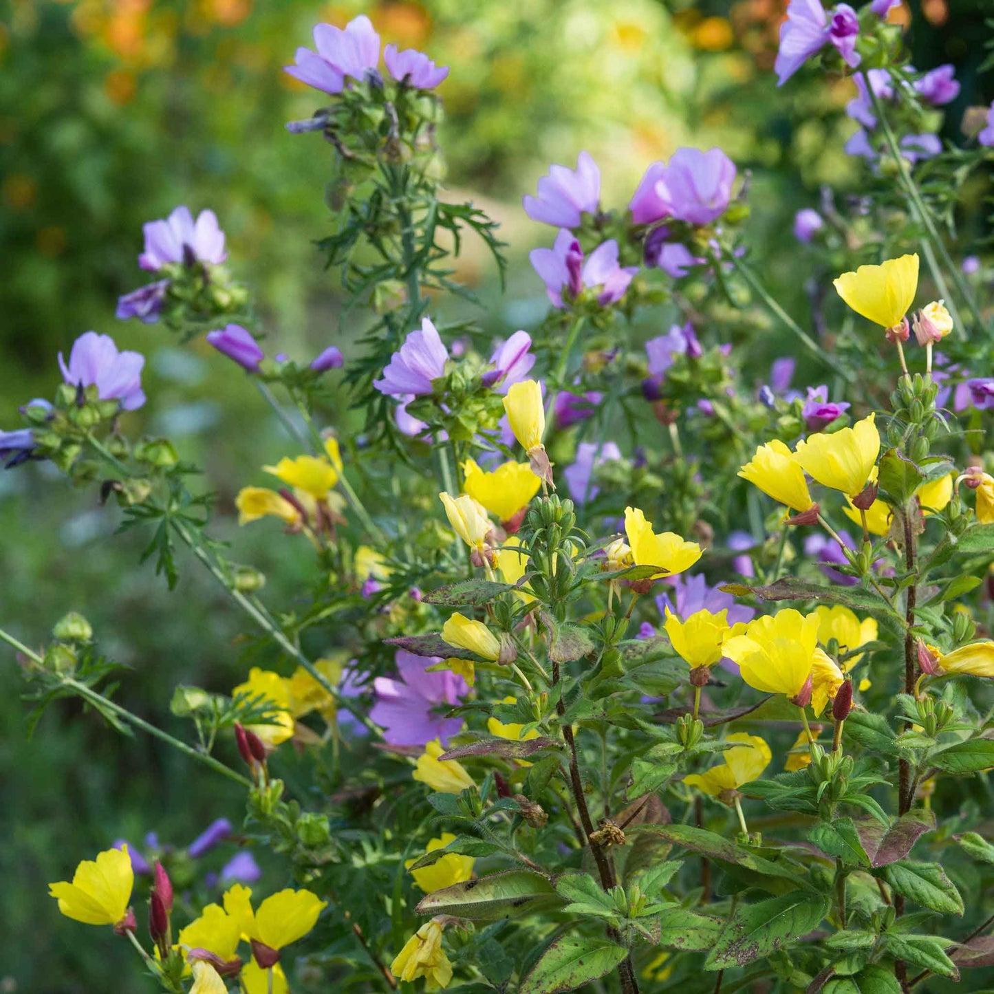 primrose evening