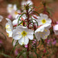 primrose pale evening