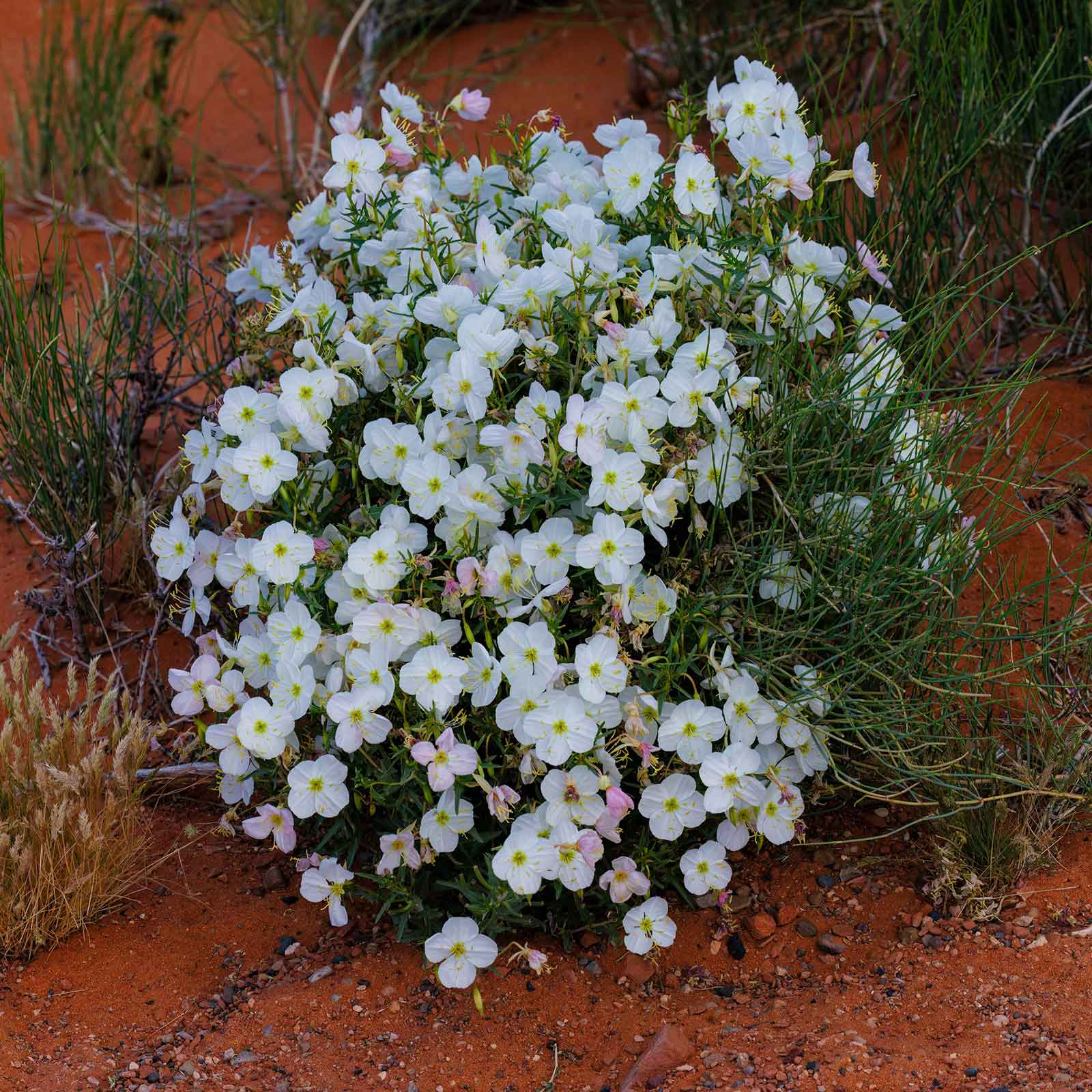 primrose pale evening