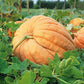 pumpkin atlantic giant