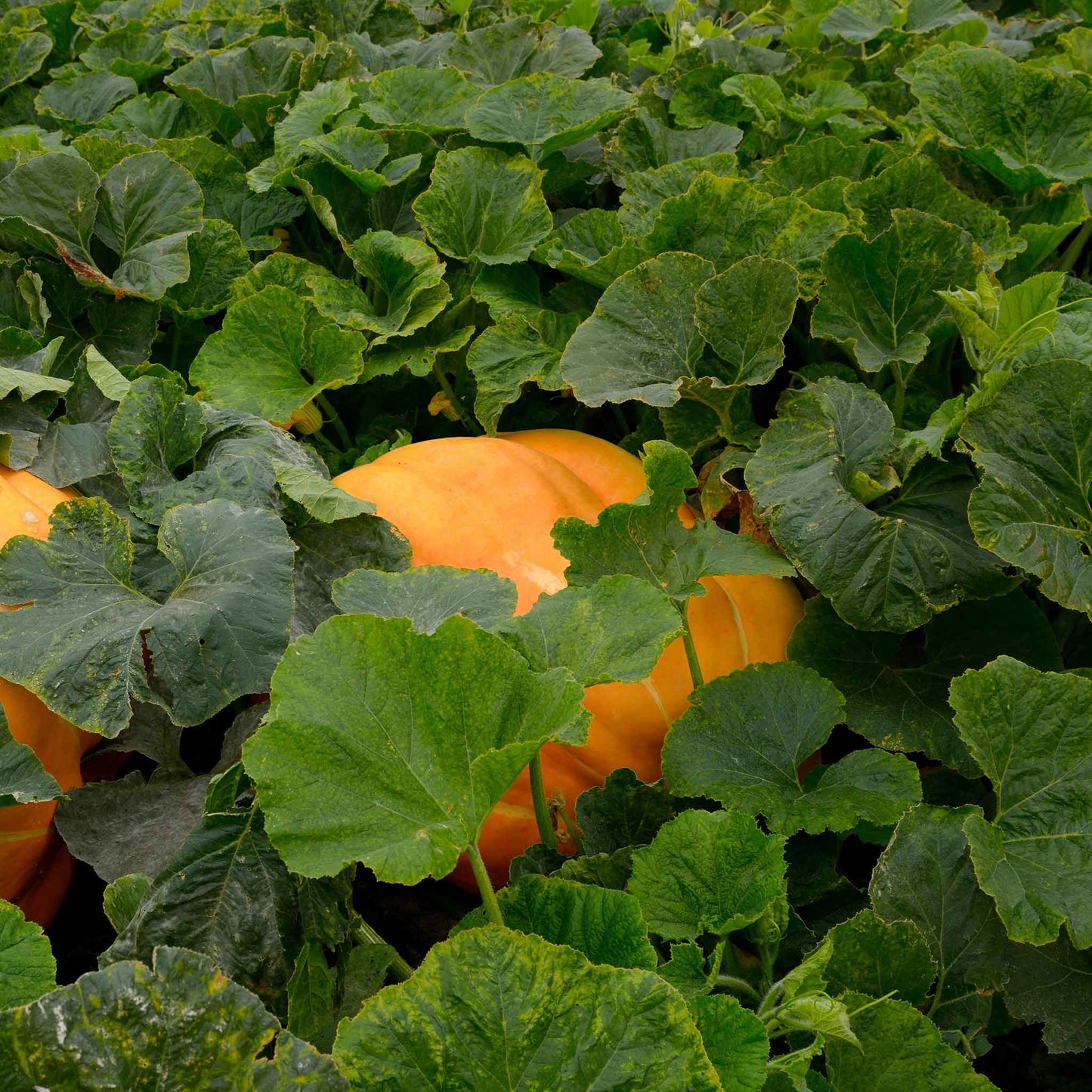 pumpkin atlantic giant