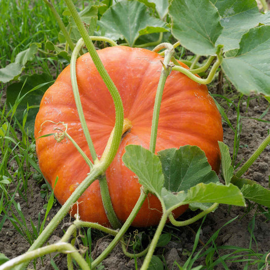 pumpkin cinderella