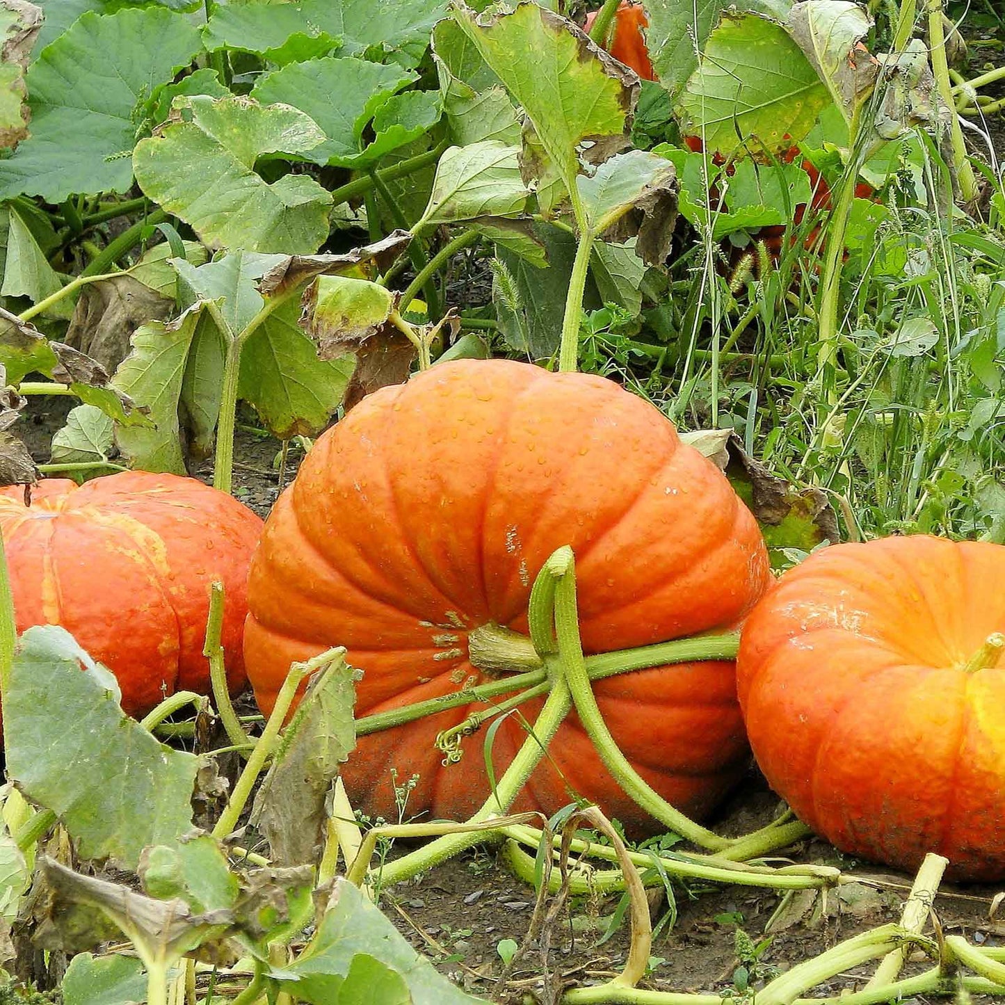 pumpkin cinderella