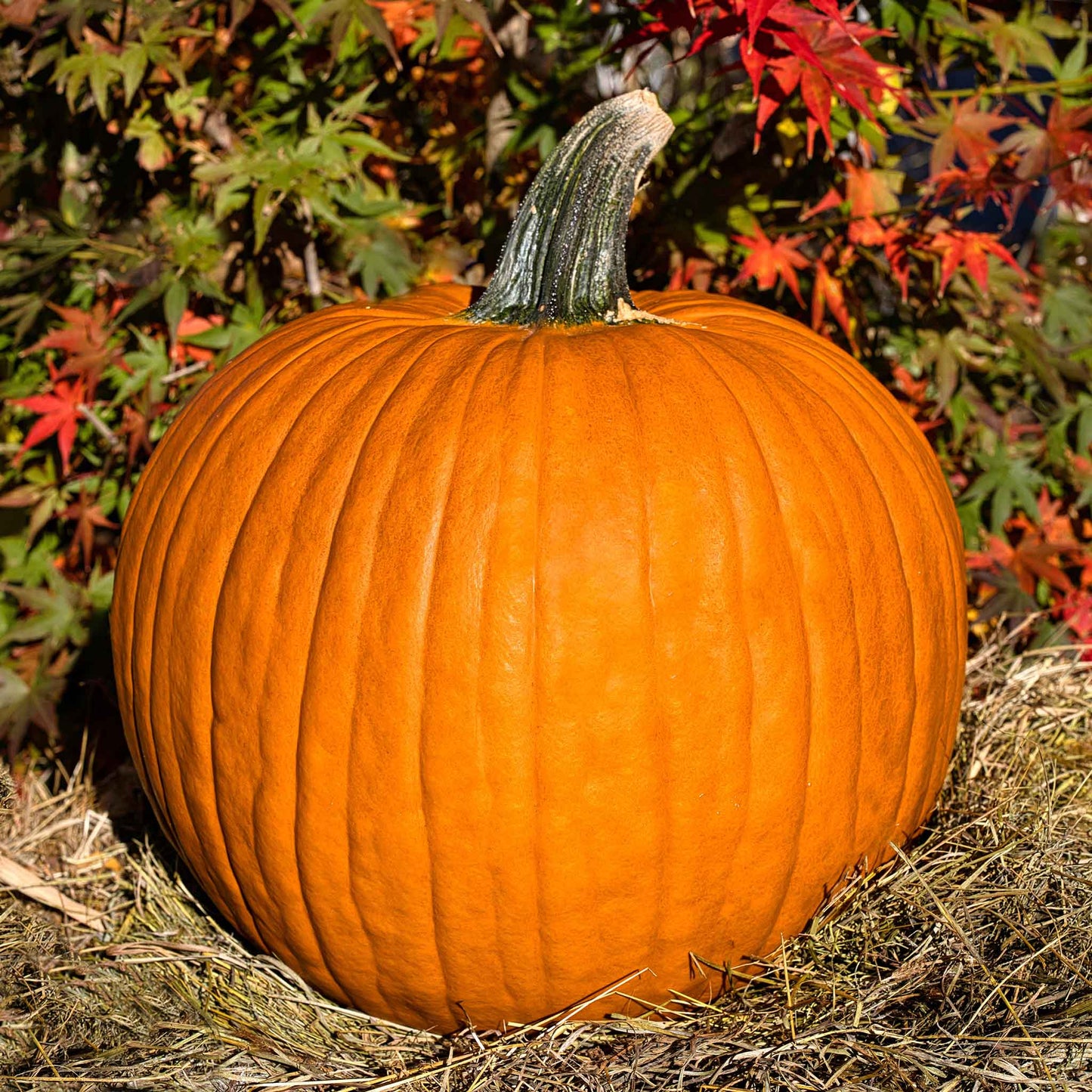 pumpkin connecticut field