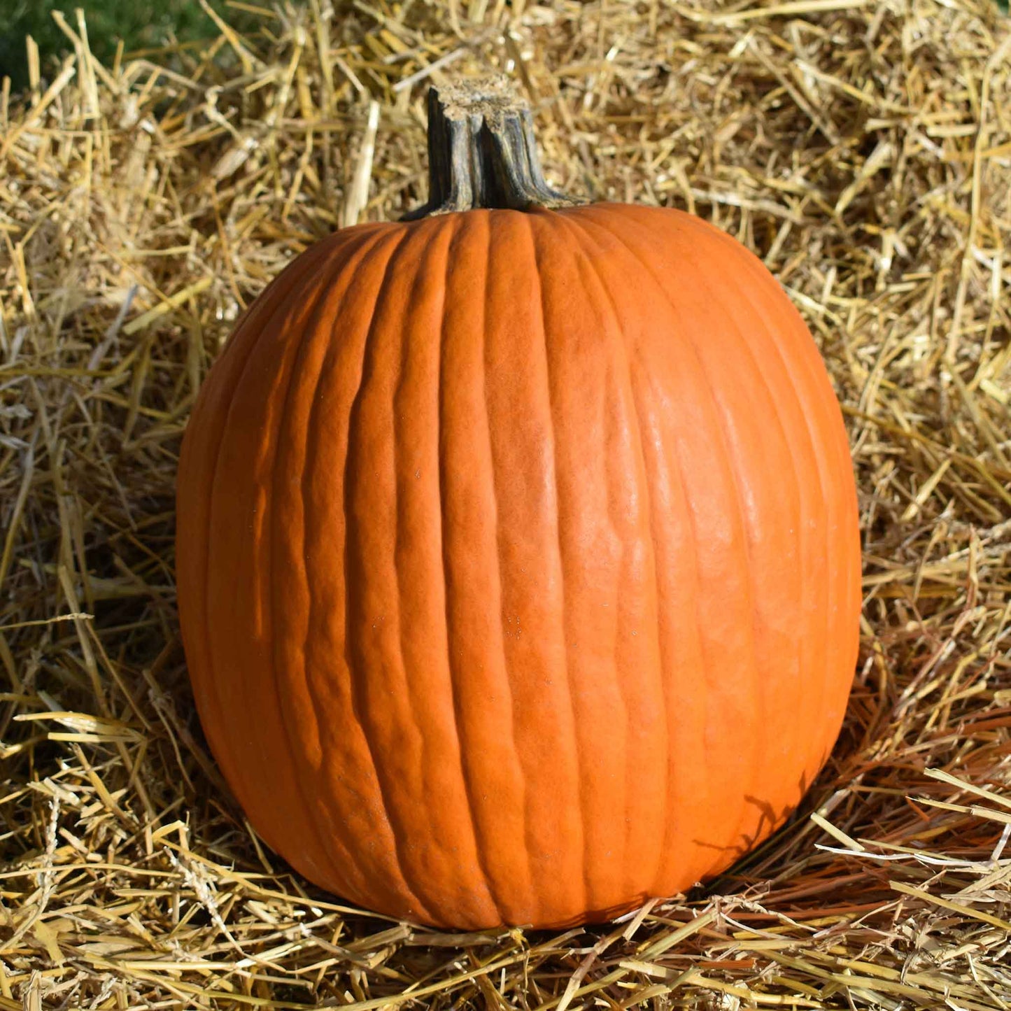 pumpkin howdens field