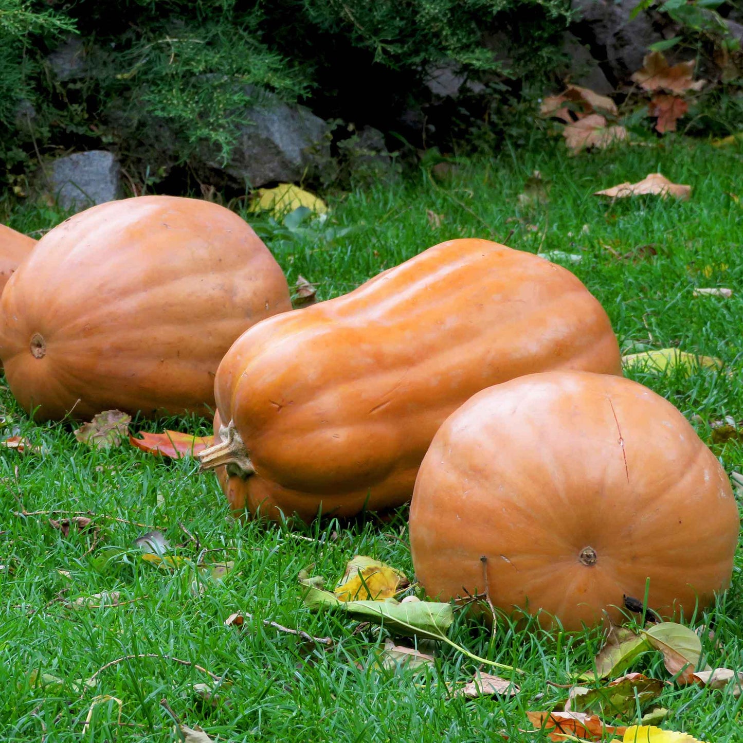 pumpkin kentucky field