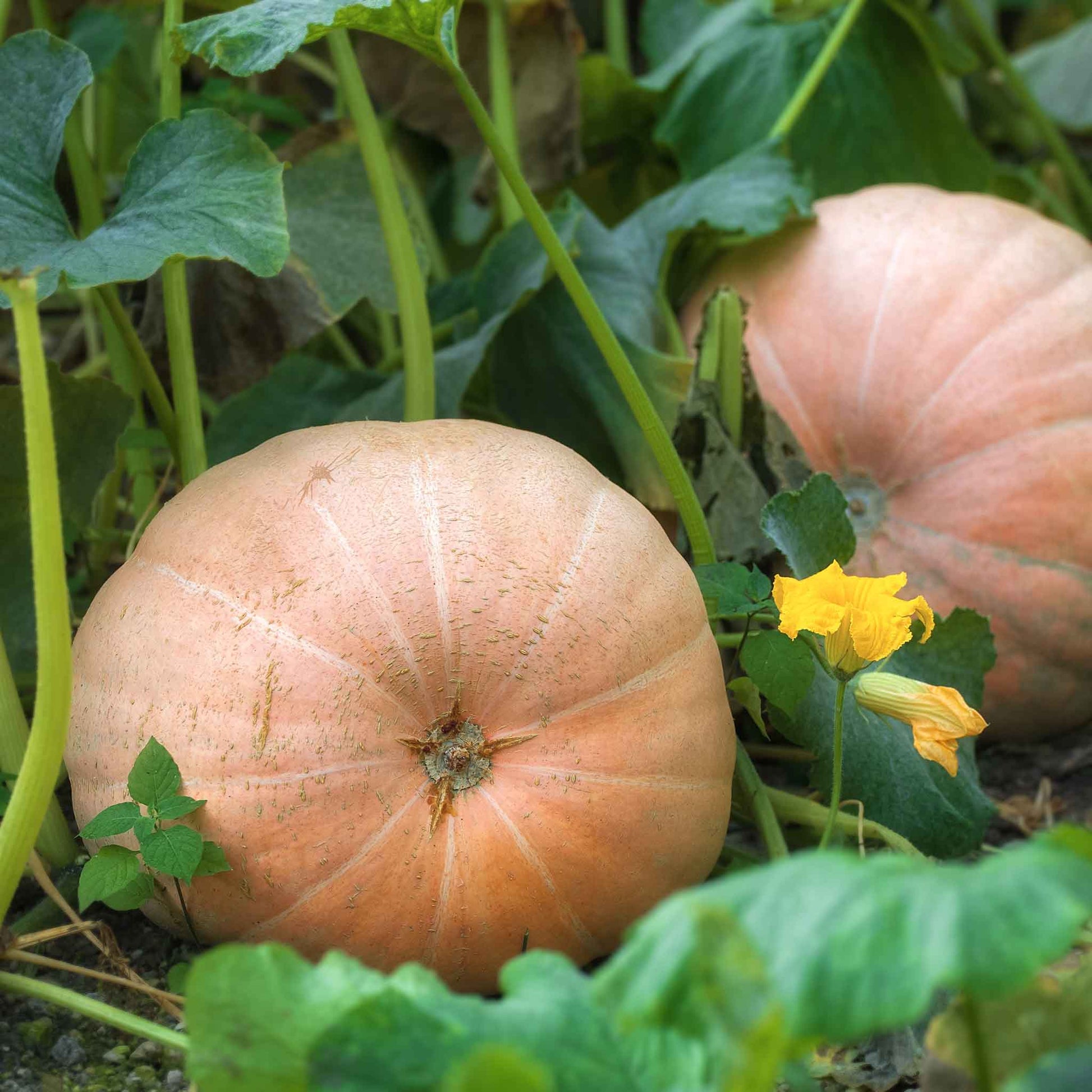 pumpkin mammoth gold