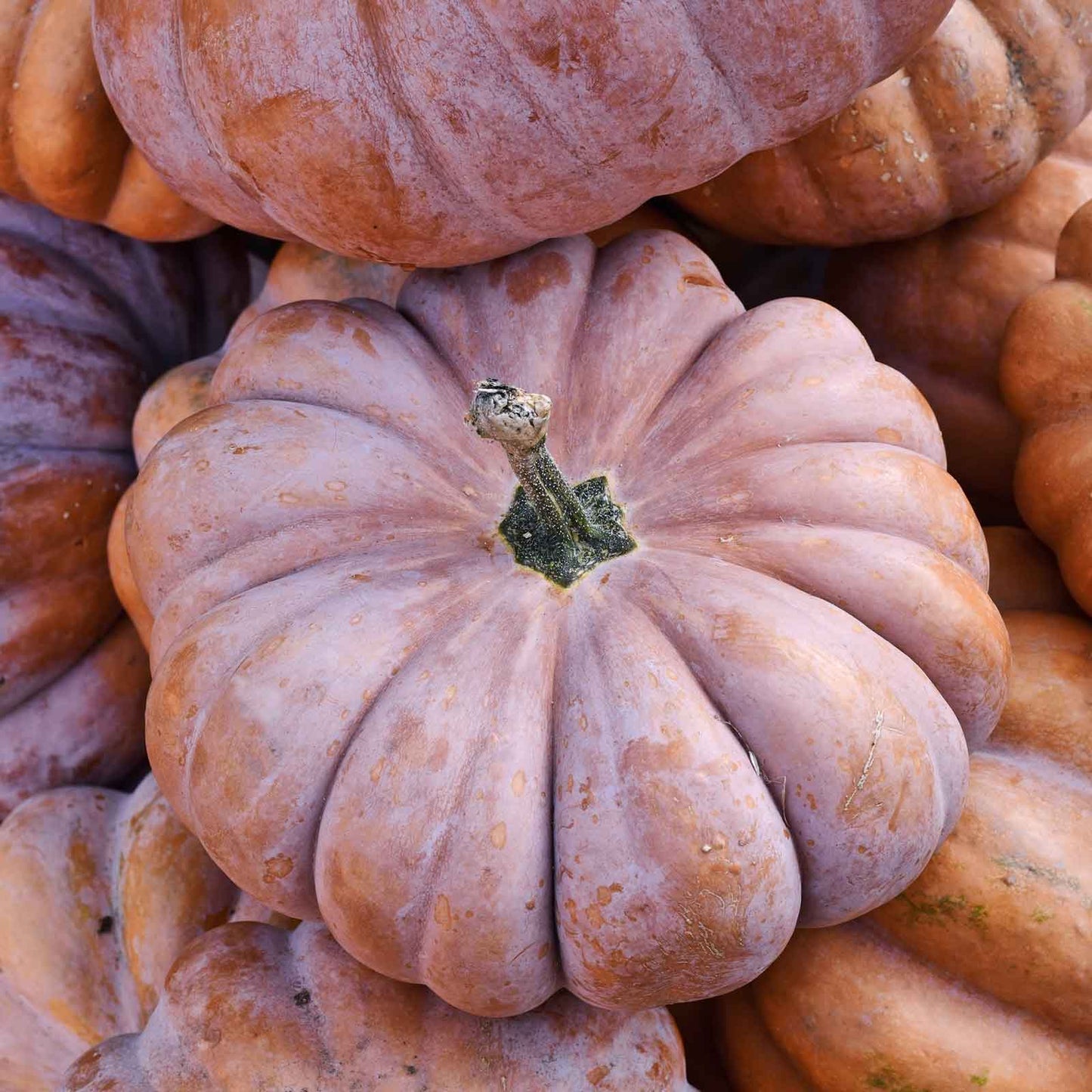 pumpkin musquee de provence