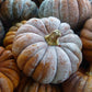 pumpkin musquee de provence