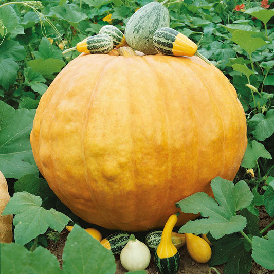 organic big max pumpkin