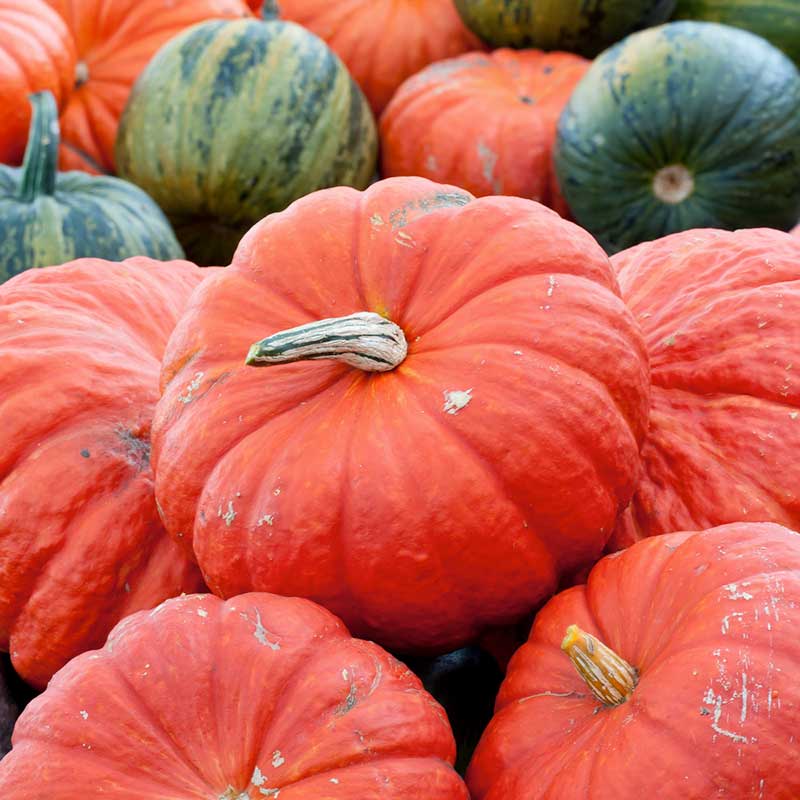 pumpkin rouge vif d etampes | copyright: Floramedia UK Ltd