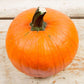 pumpkin organic small sugar