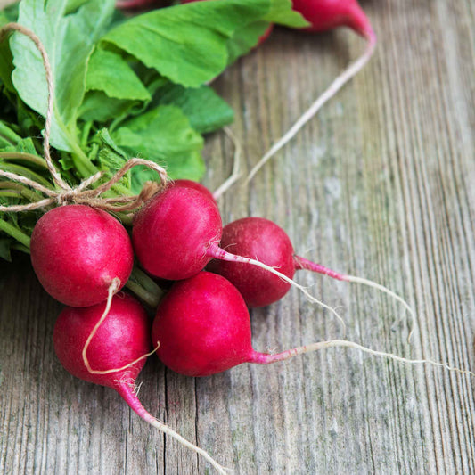 radish champion