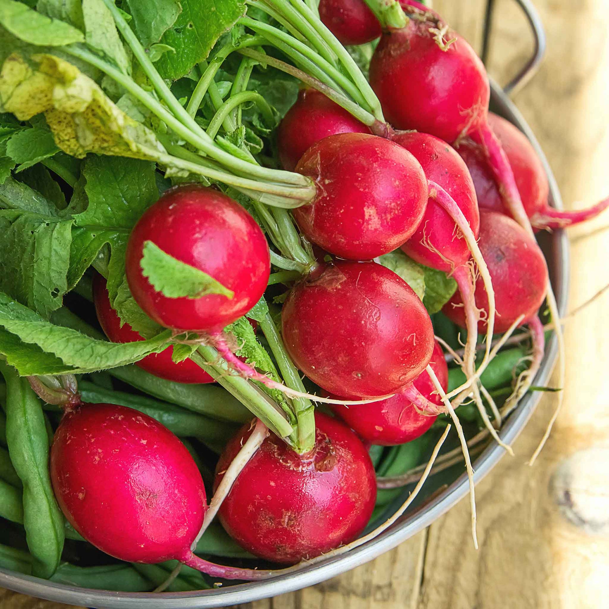 radish champion