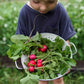 radish cherry belle