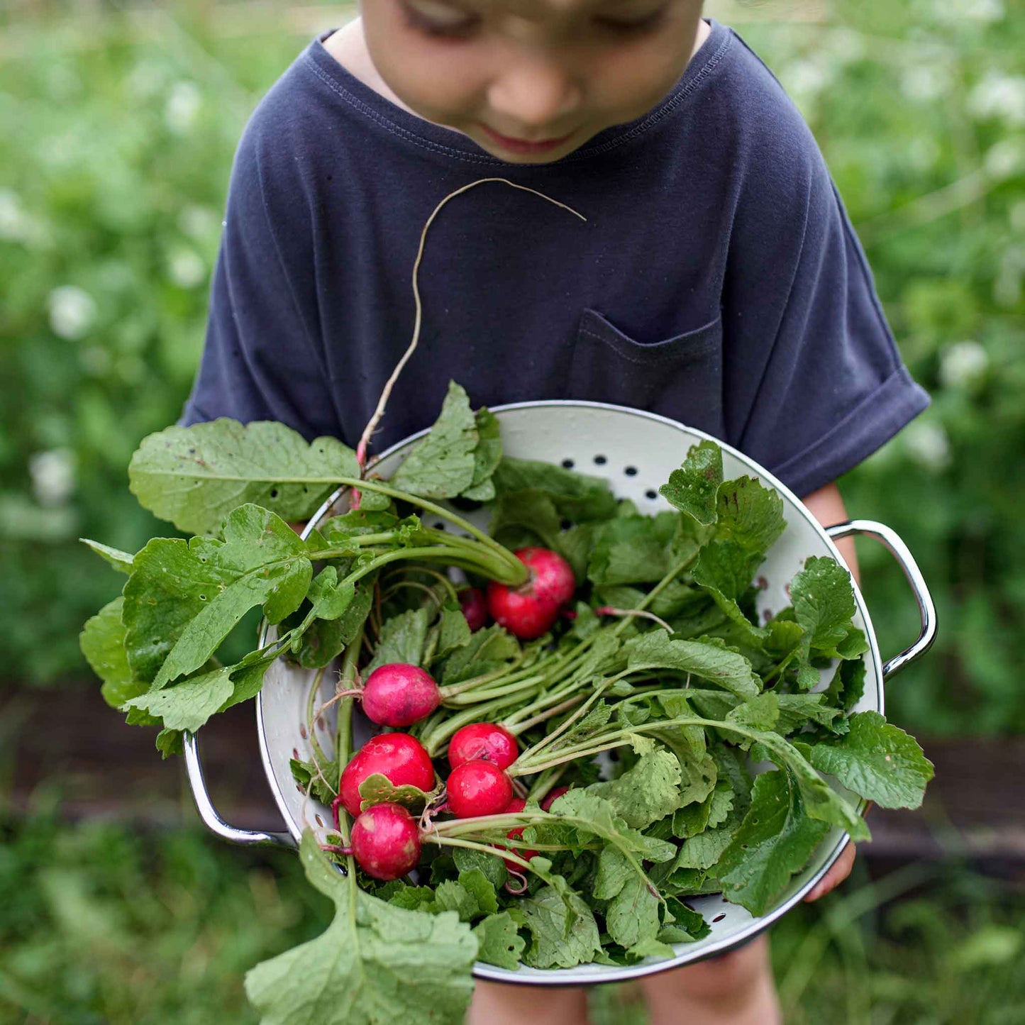 radish cherry belle