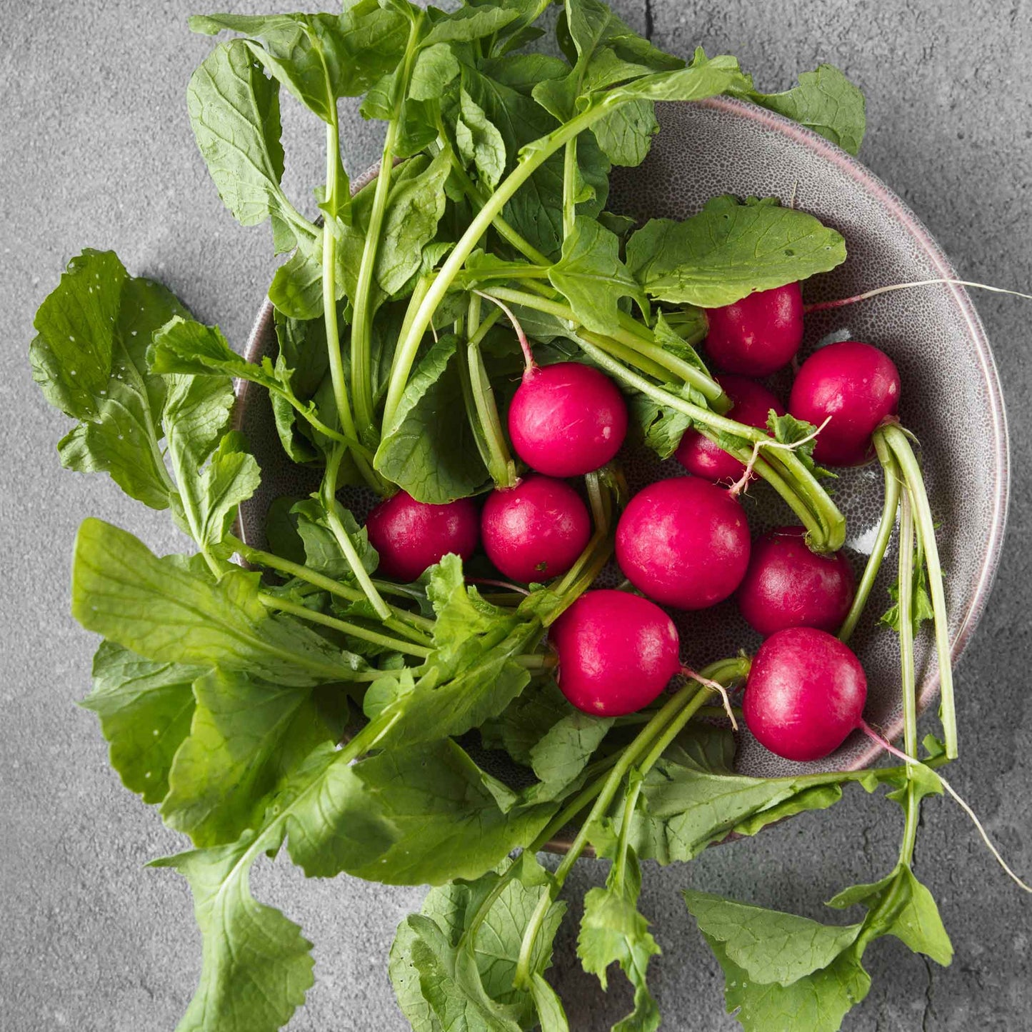 radish early scarlet globe