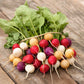 radish easter egg | copyright: Floramedia UK Ltd