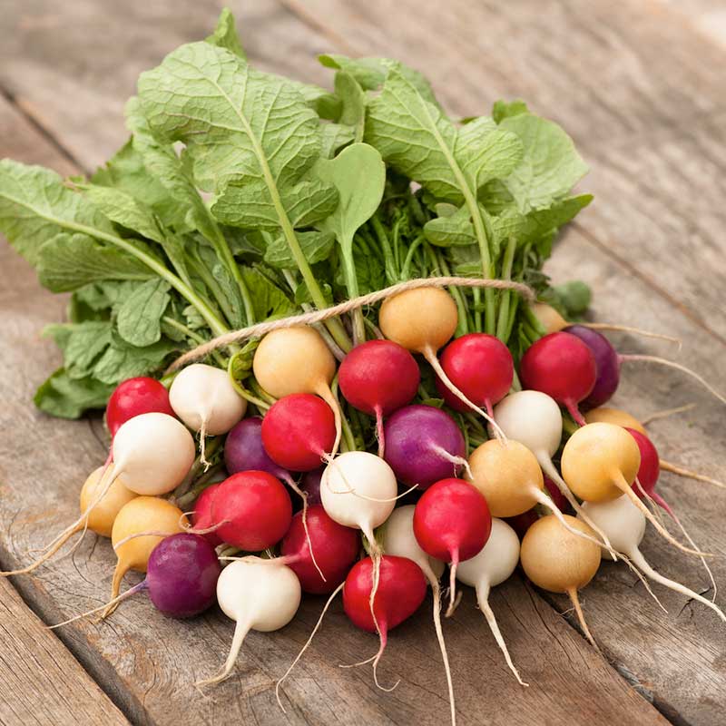 radish easter egg | copyright: Floramedia UK Ltd