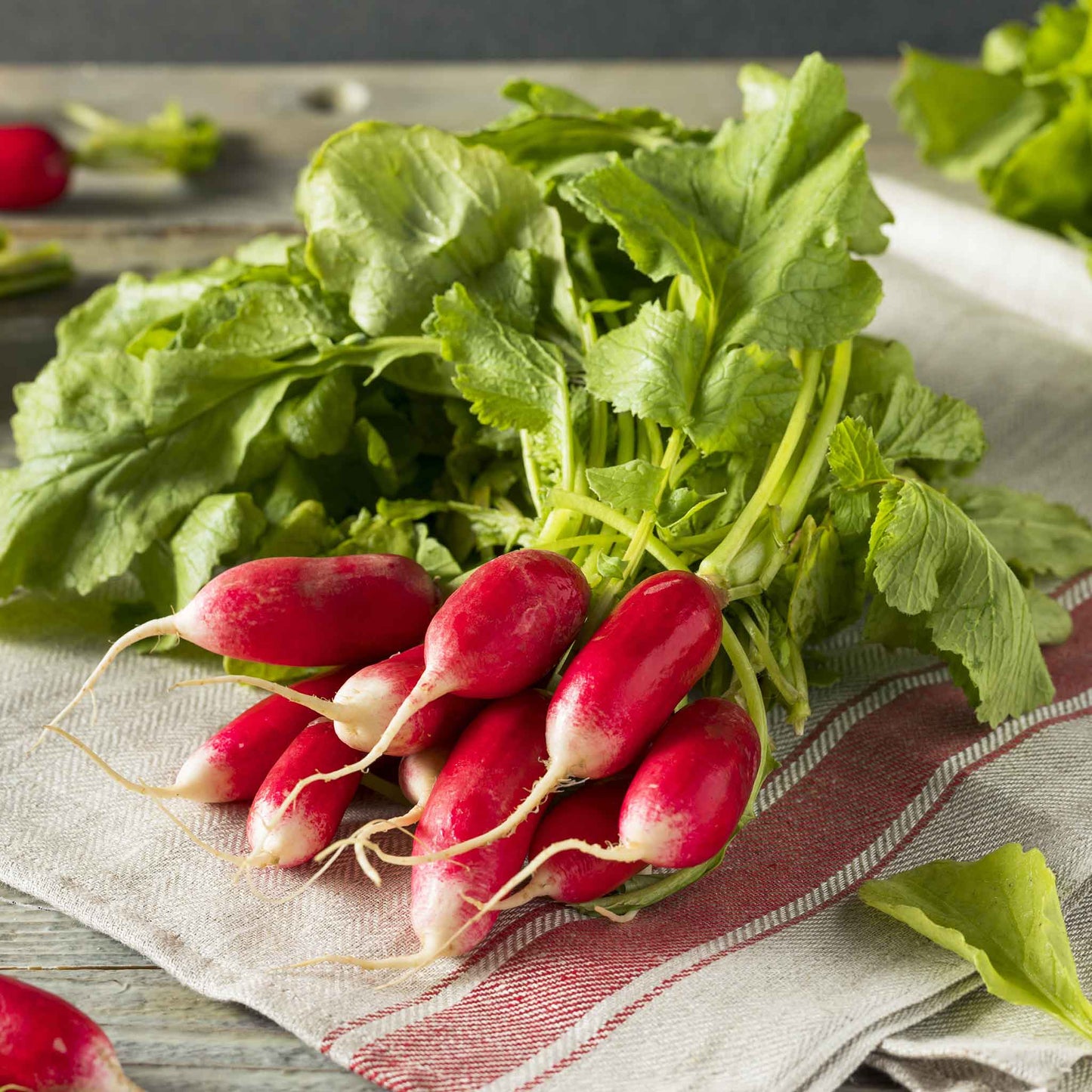 radish french breakfast