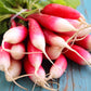 radish french breakfast