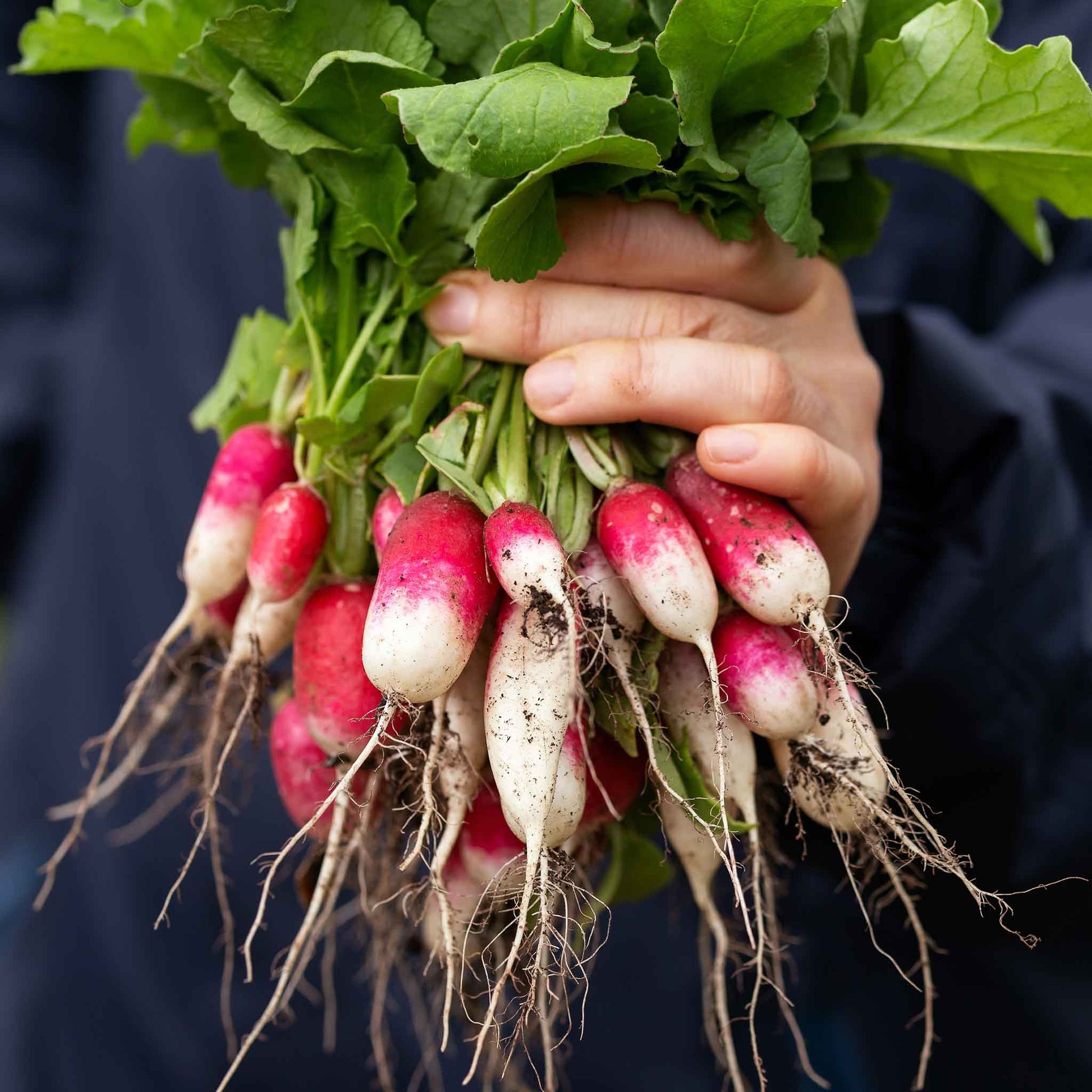 radish french breakfast