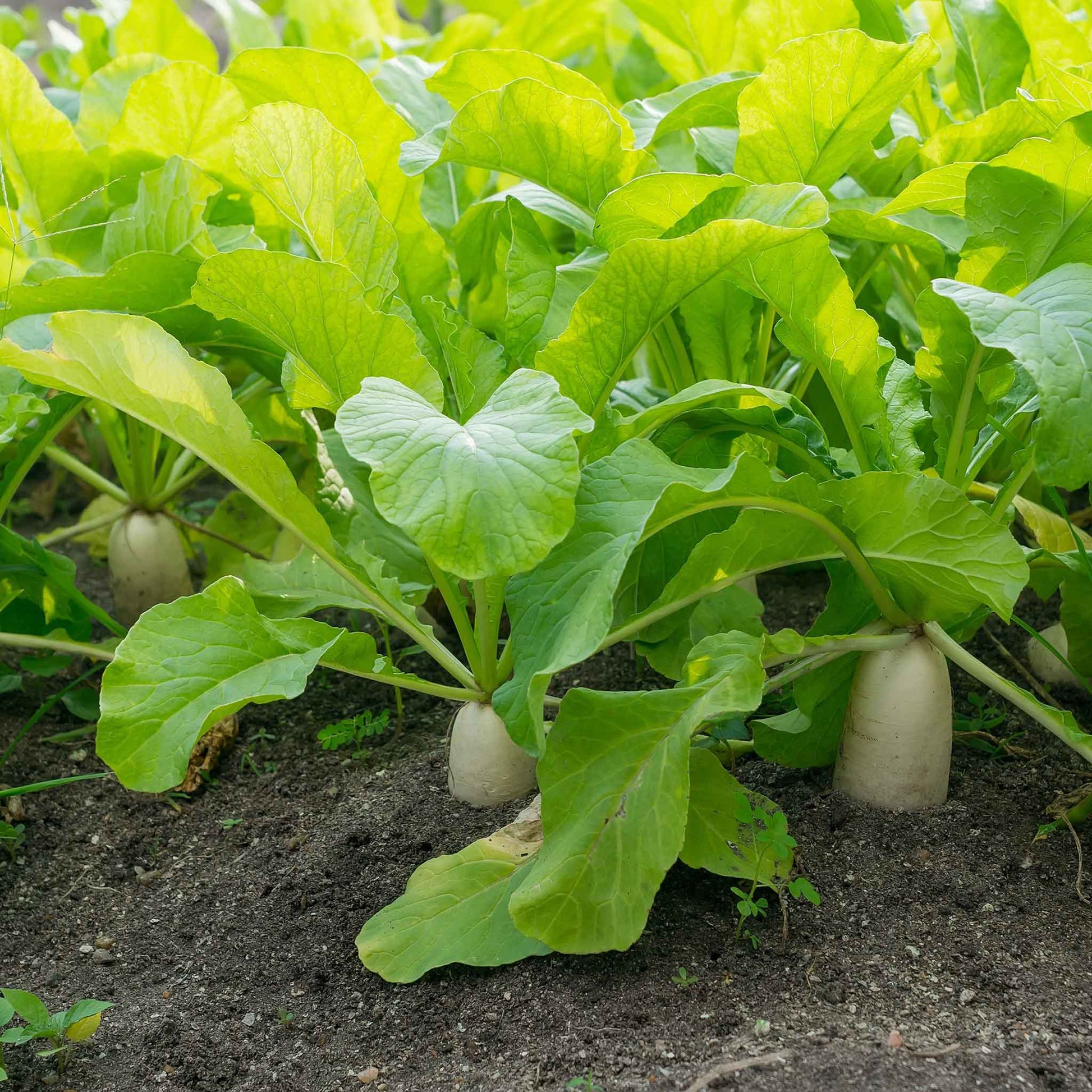 radish japanese daikon