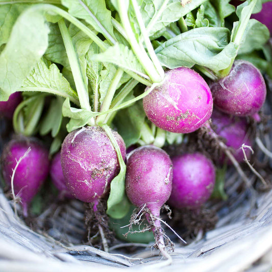 radish purple plum