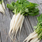 radish white icicle | copyright: Floramedia UK Ltd