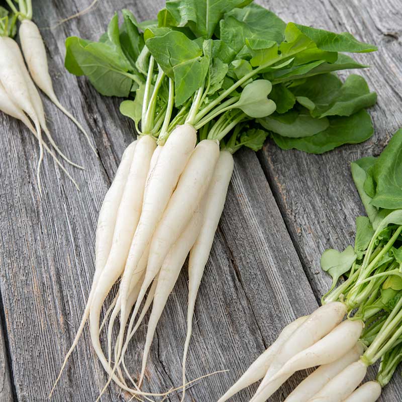 radish white icicle | copyright: Floramedia UK Ltd