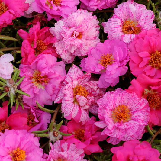 moss rose happy hour pink mix