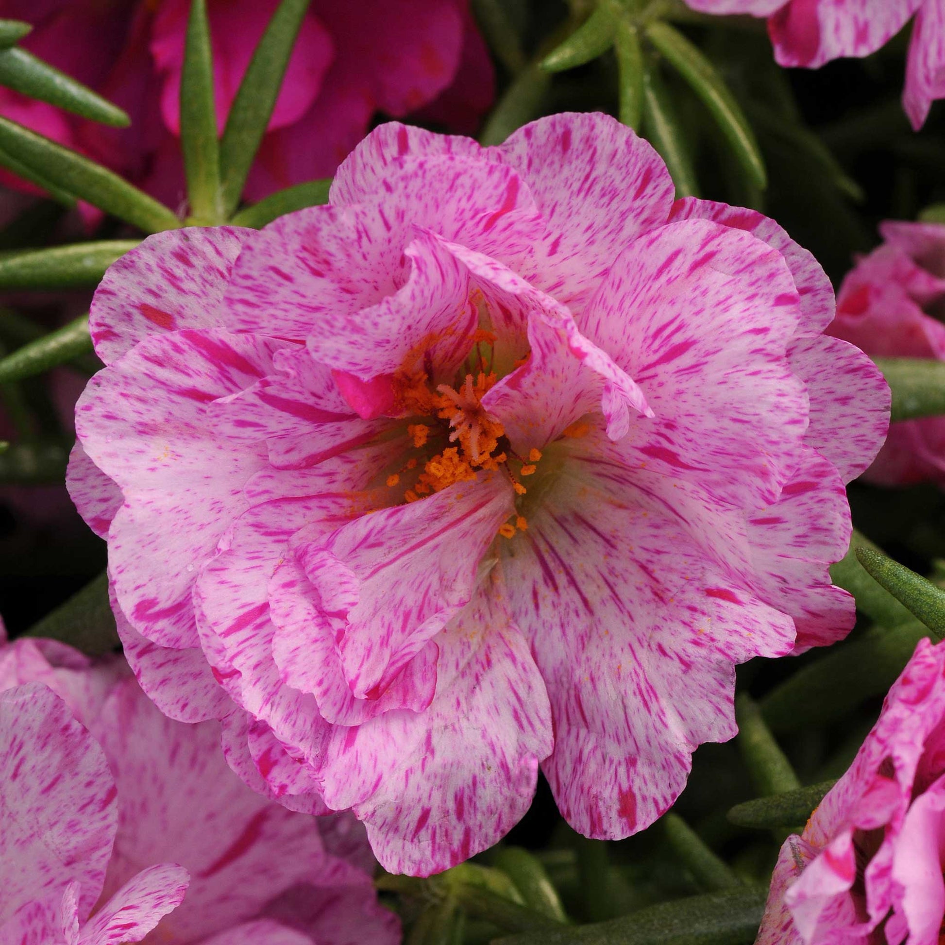 moss rose happy hour pink mix