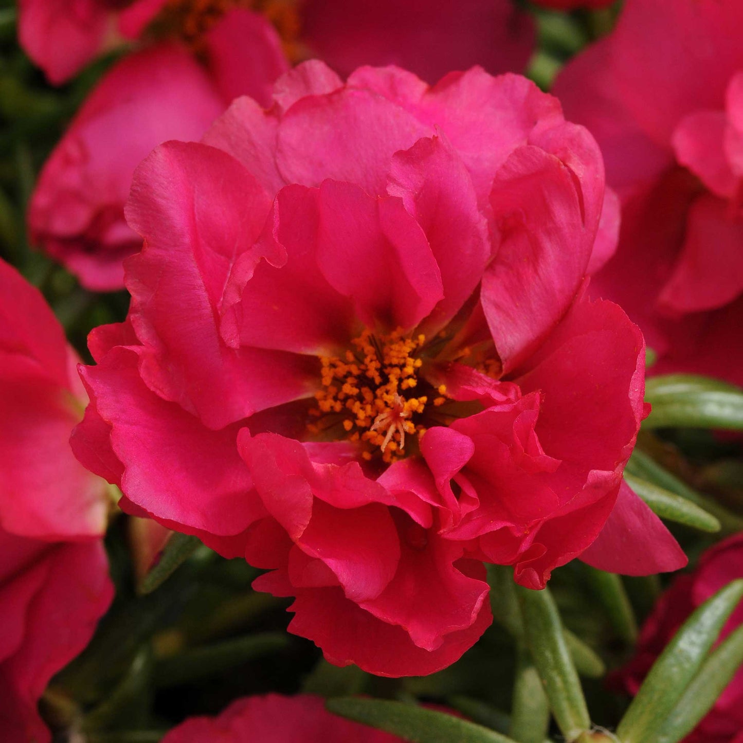 moss rose happy hour pink mix