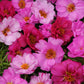 moss rose happy hour pink mix